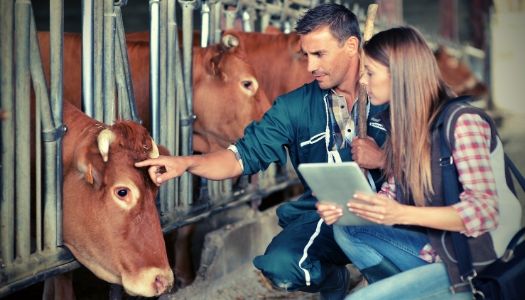 Beef Quality Assurance and Certification