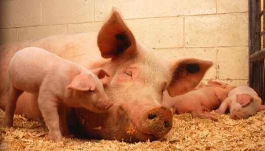 Pork Quality Assurance