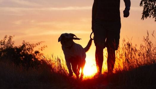 Best Dog Walking Apps for walker