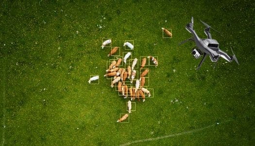 Cattle Counting Drone