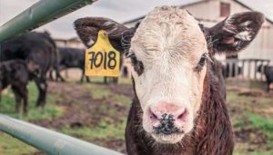 cattle breedings apps