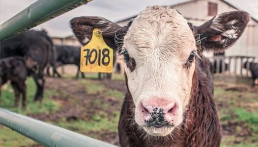 cattle breedings apps