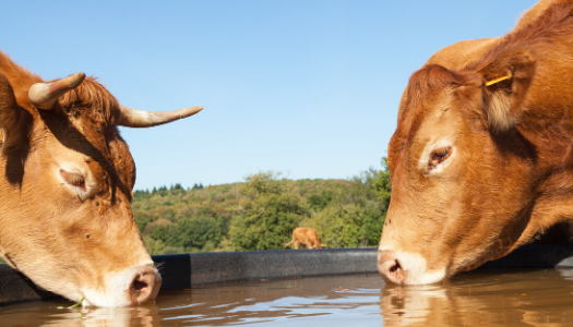 Water Trough or Tank