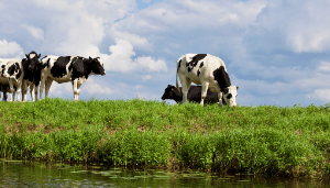 Gestation Period for Cows