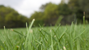 Grass to Grow