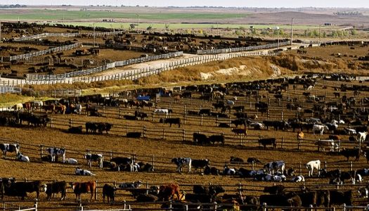 Animal Health and Production Technology