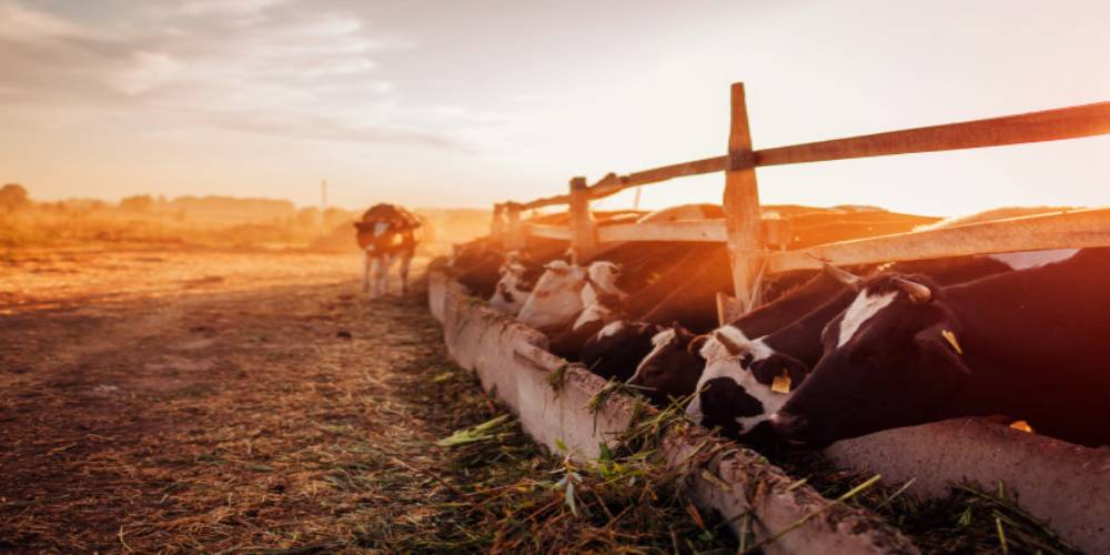 cattle fencing