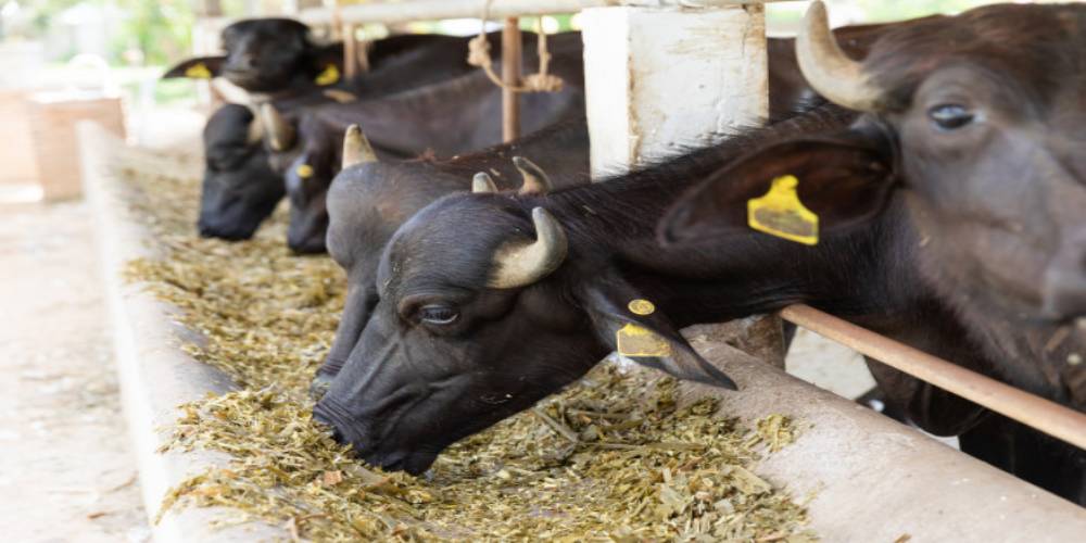 livestock identification