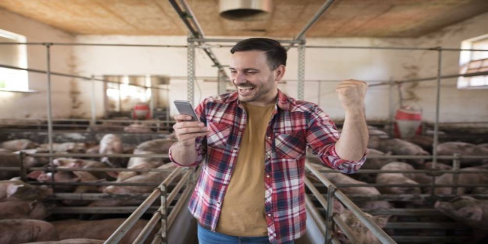 pig farming