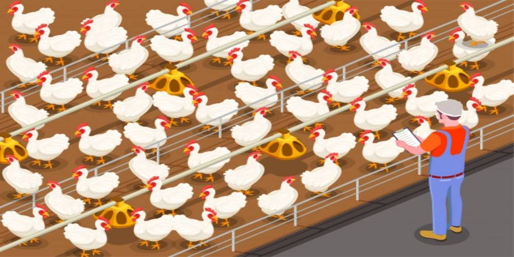Poultry Farming