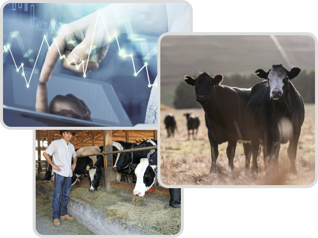 vytelle-advance-folio