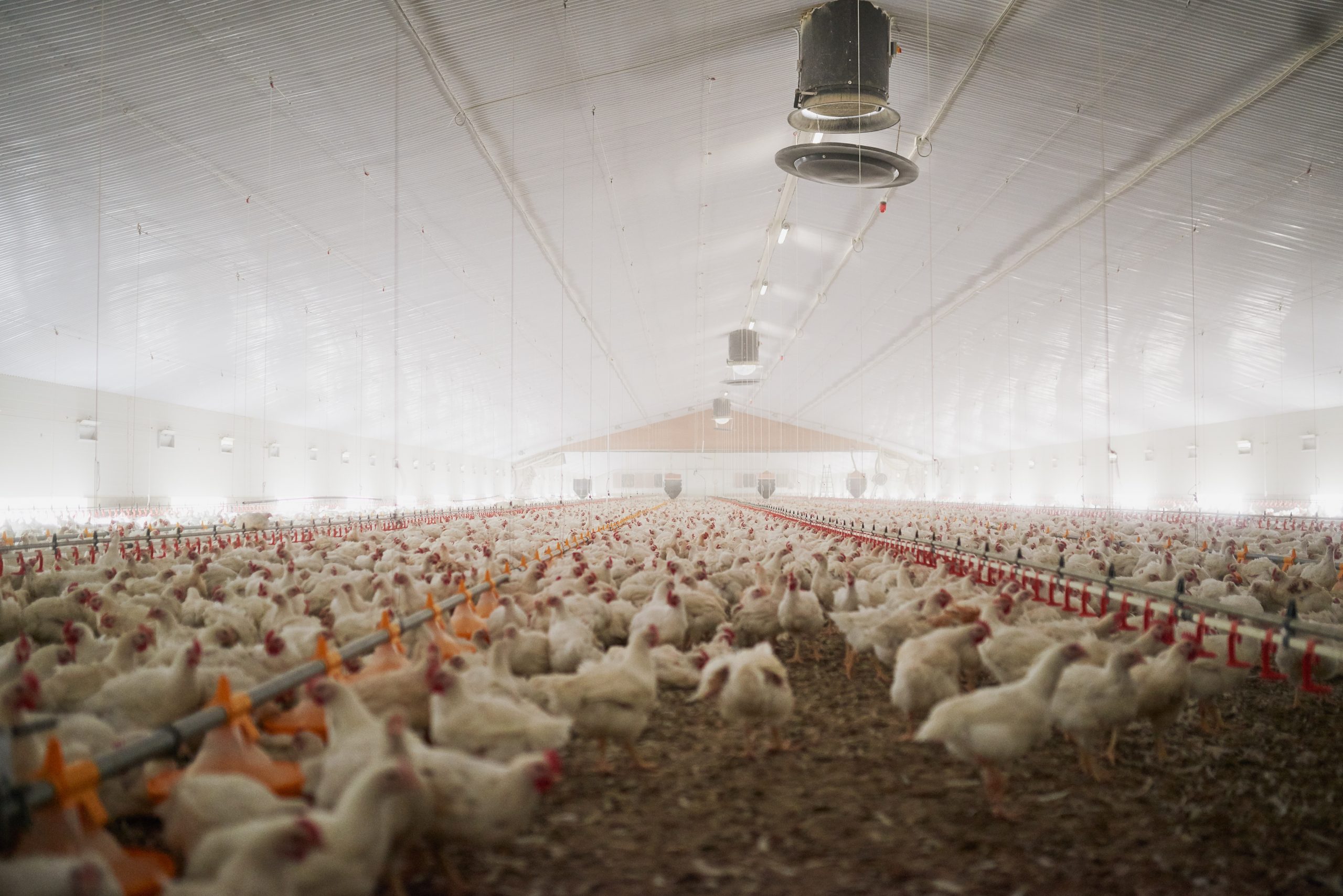 Sustainable chicken farming