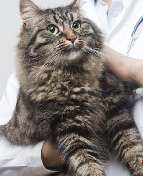 Veterinary management