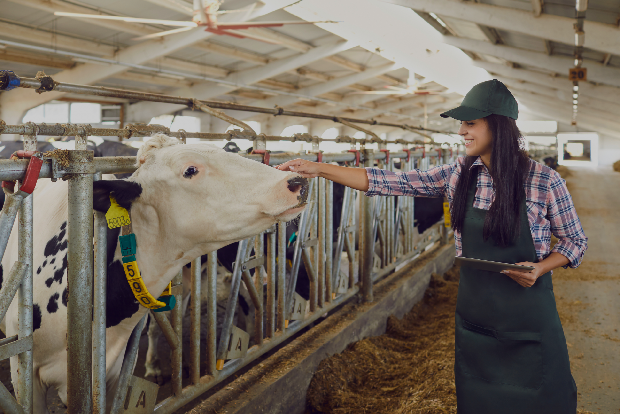 Cow Gestation Calculator