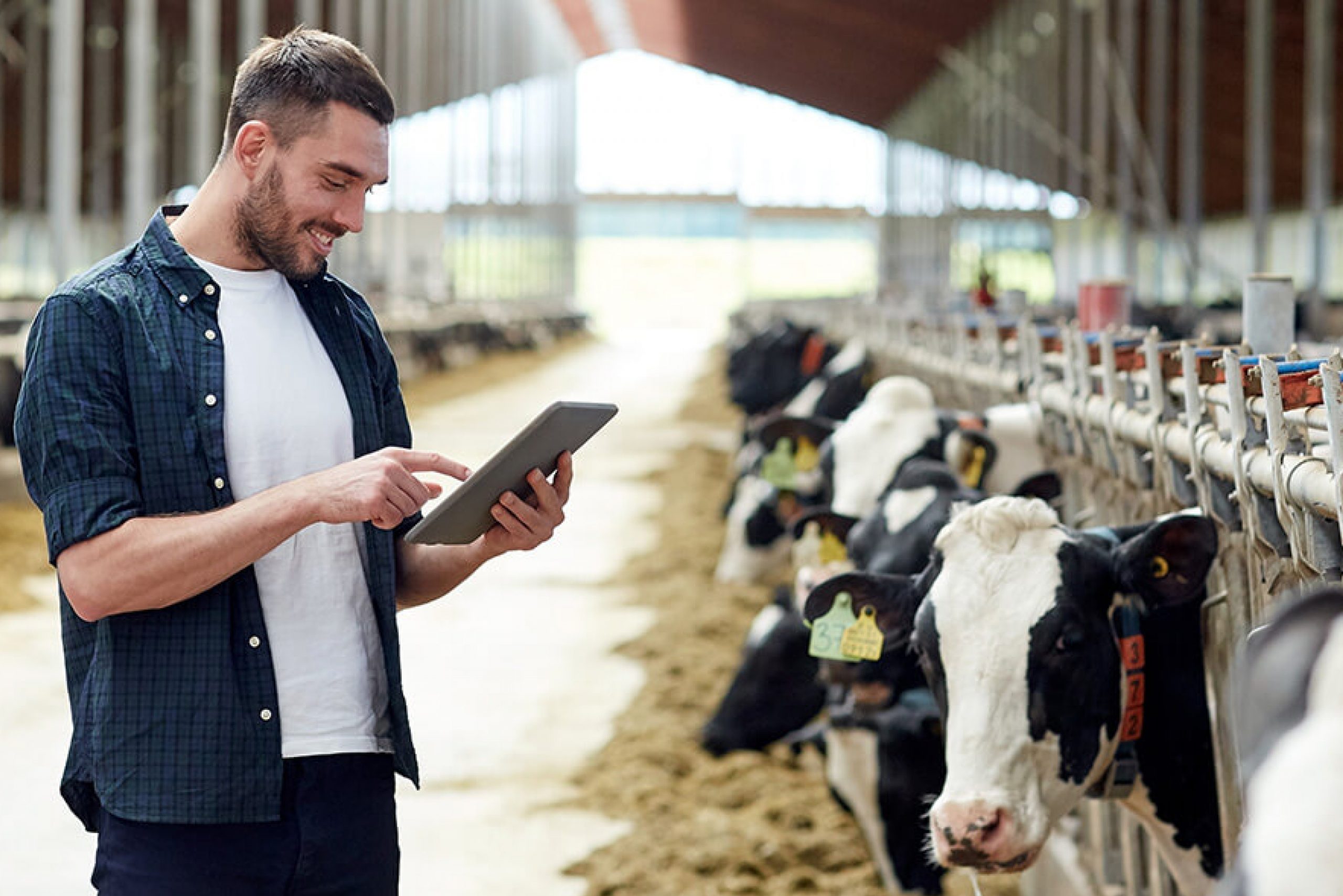 Cattle Record Book to Keep Track of Livestock