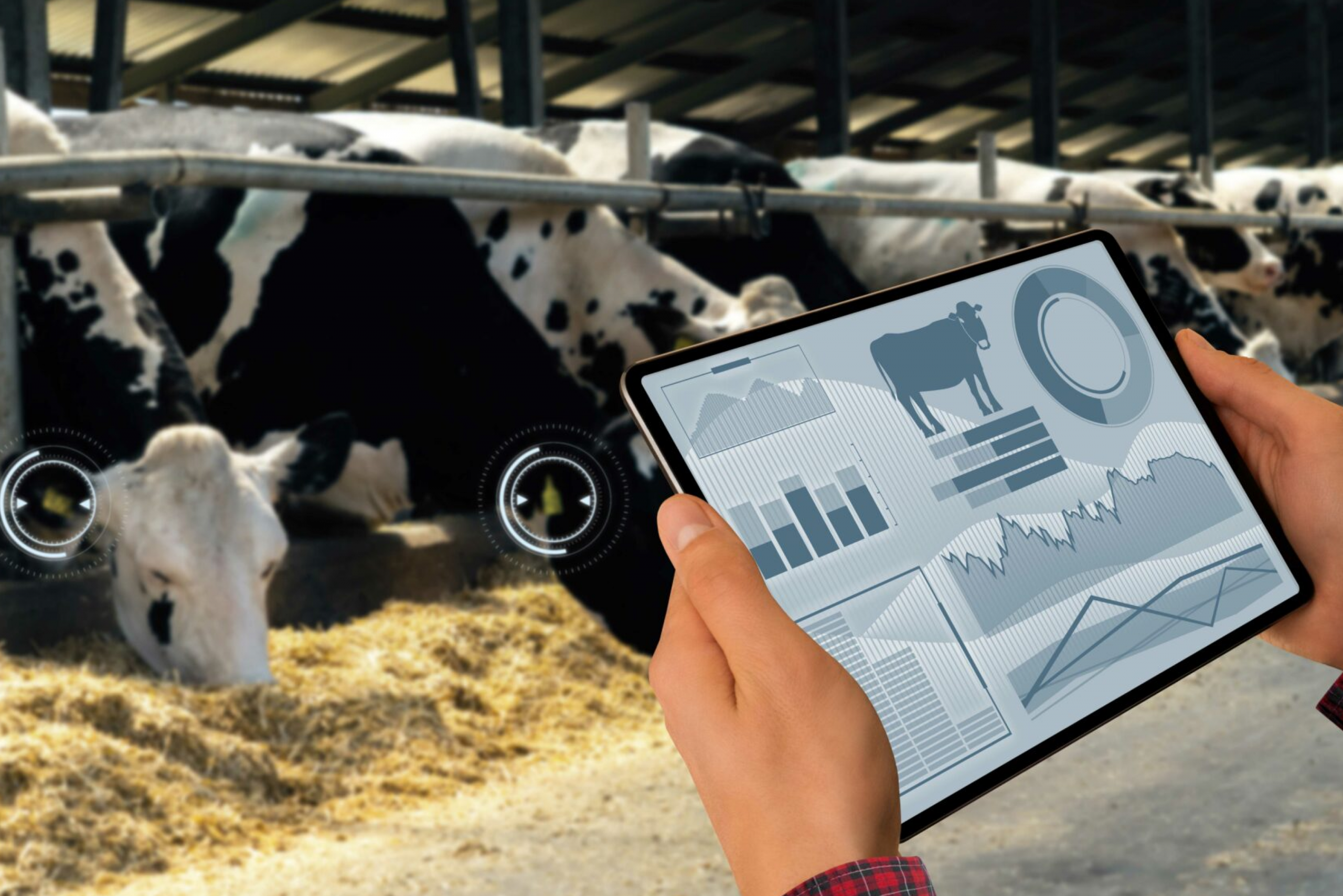 Gestation Table For Cattle