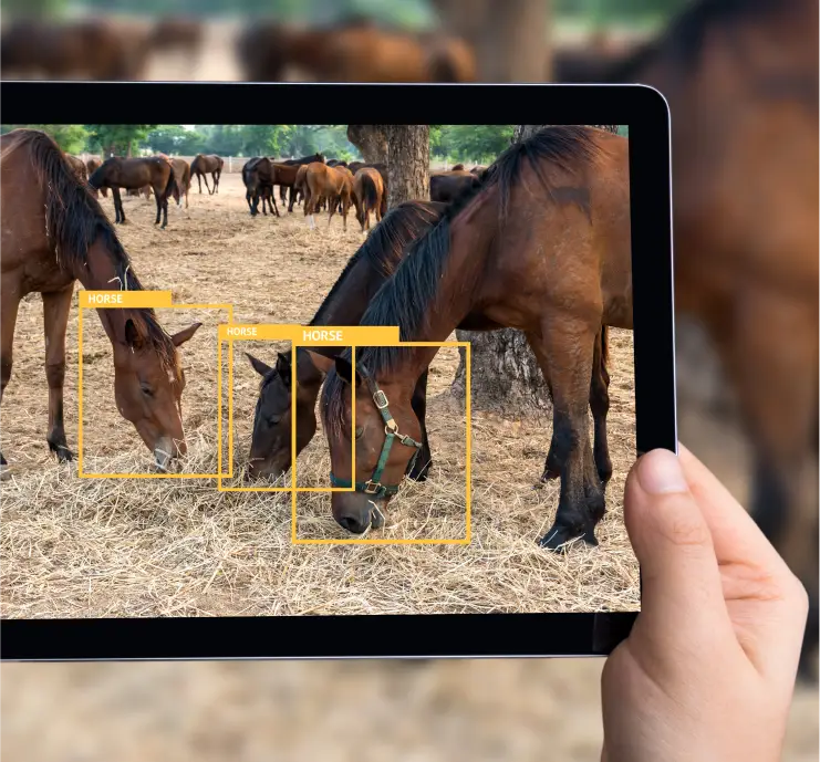 Digitize Horse Management