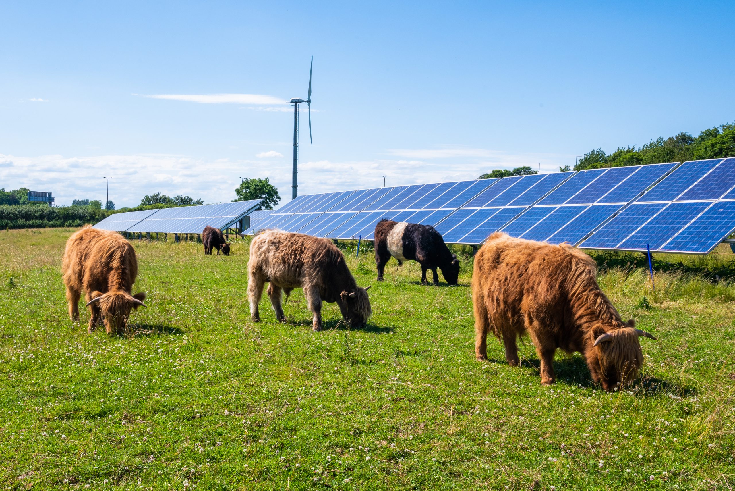 sustainable grazing practices