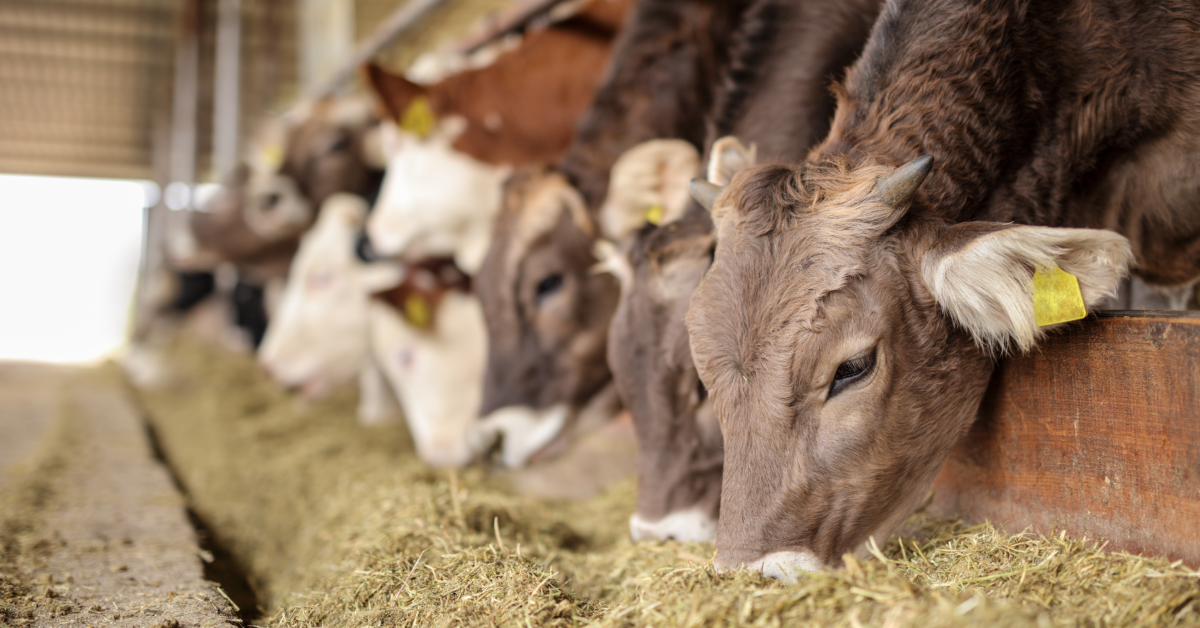 Feed Conversion Ratio