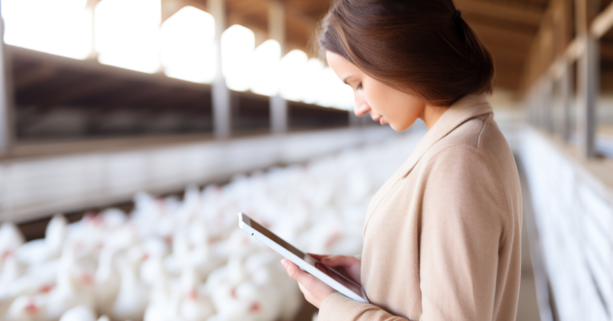 broiler farming