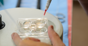 embryo transfer in cattle