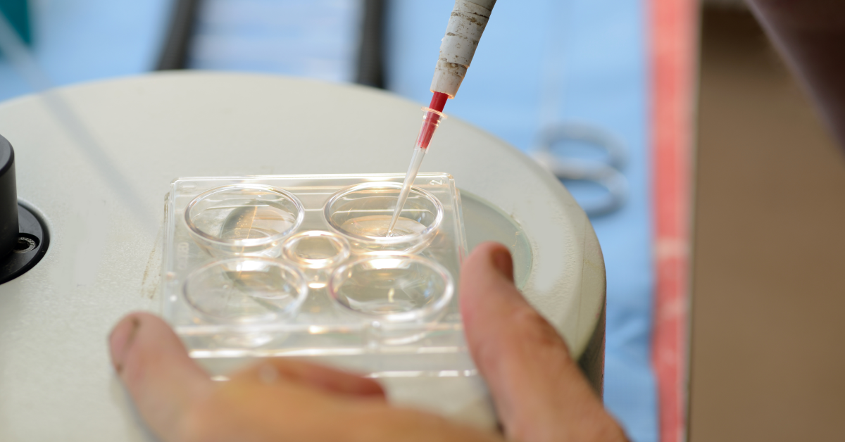 embryo transfer in cattle