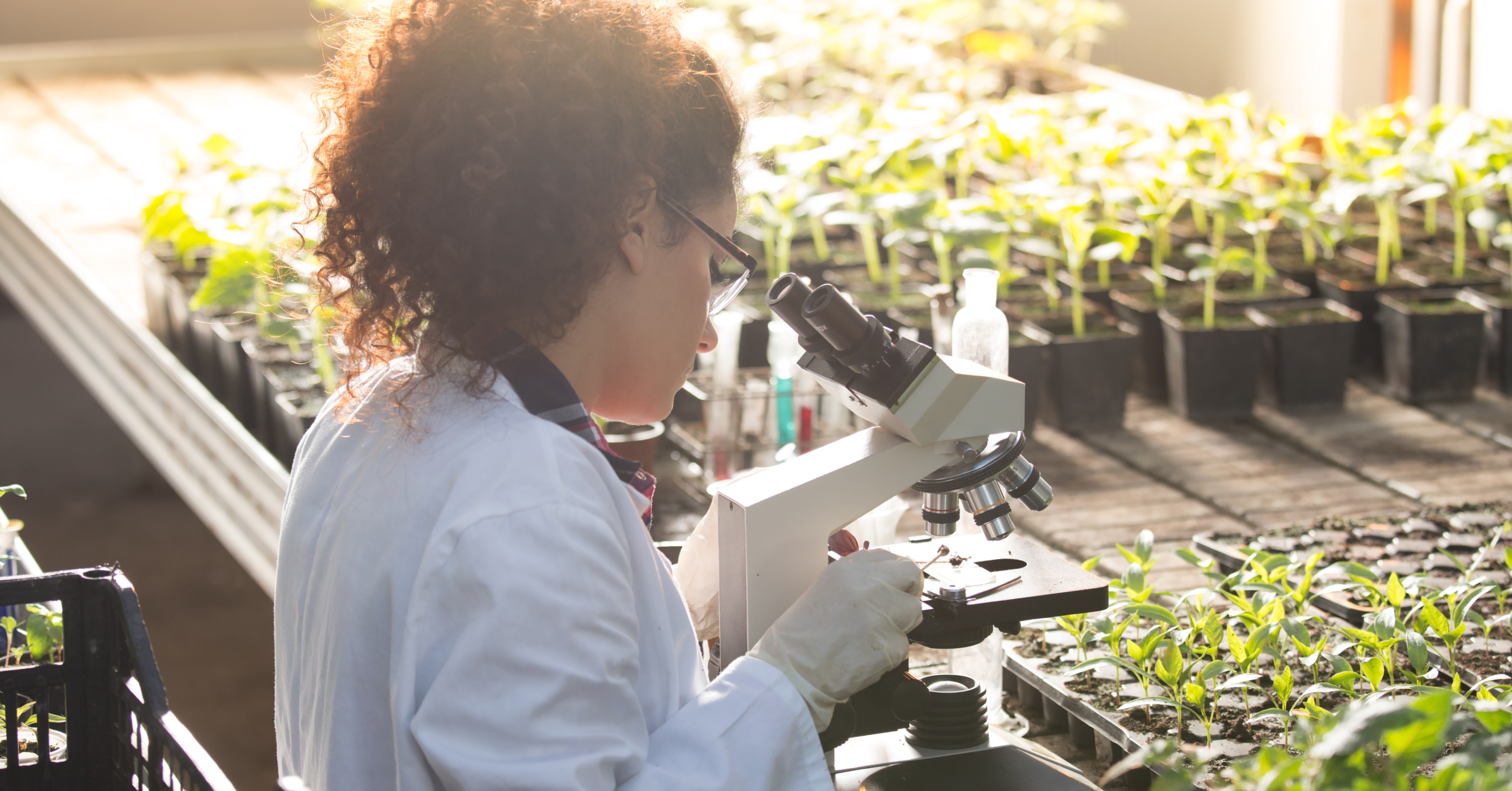 biotechnology in agriculture