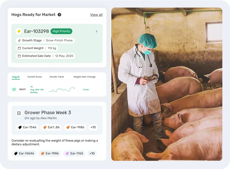 image showcasing how to analyze hog growth