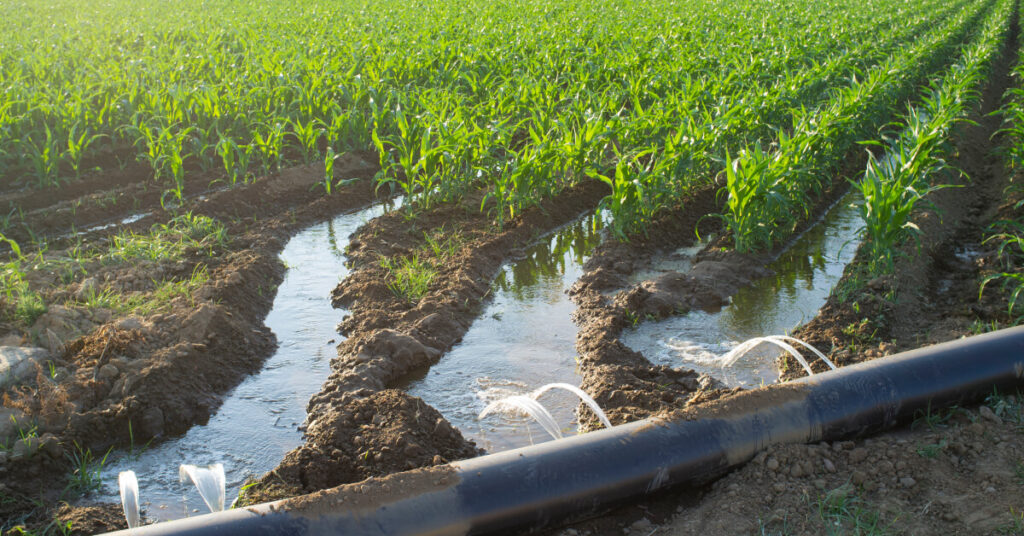 furrow irrigation