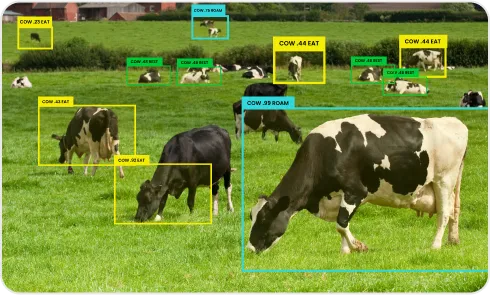 image of Cattle Gender & Pose Detection