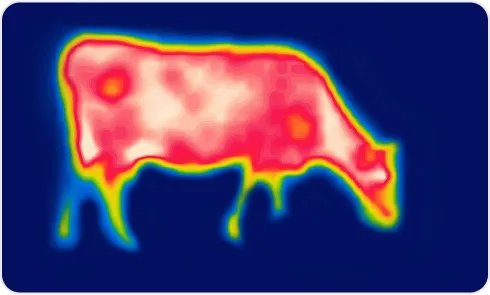 image of heat & estrus detection