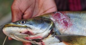 Common Fish Diseases