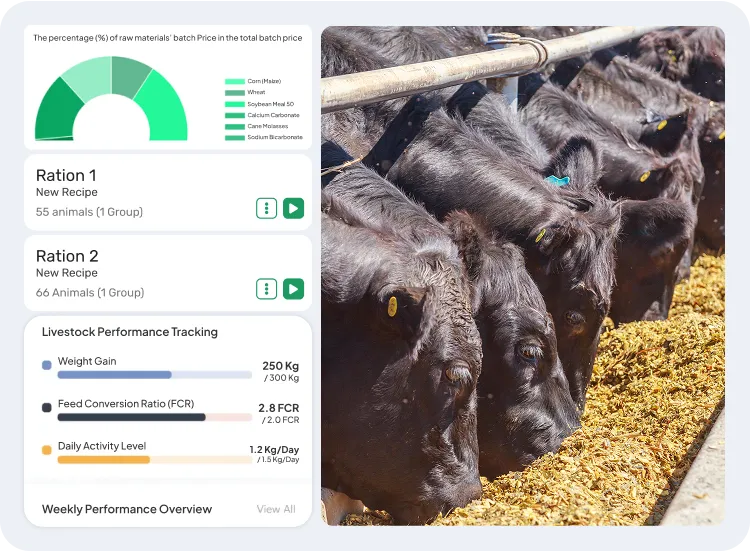 image showcasing feeding for beef herds