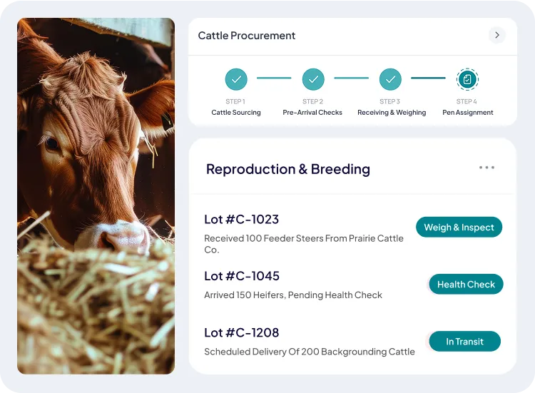 screen of feeder cattle