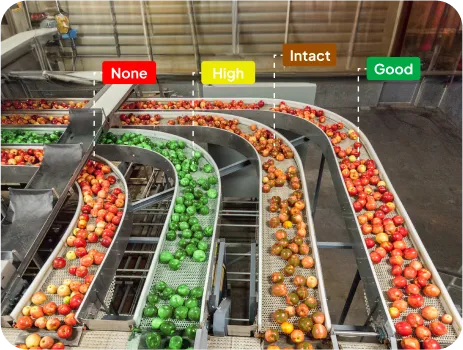 Image of Produce Grading and Sorting