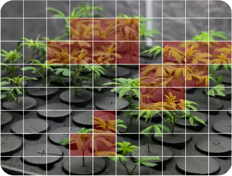 Image of Automated Weed Detection