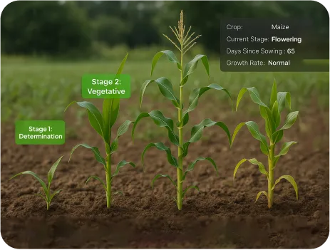 Image of Crop Phenology Tracking