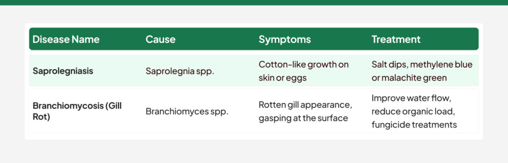 Fungal Infections in fish diseases