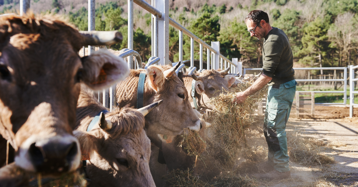Farmer providing feed to cattle