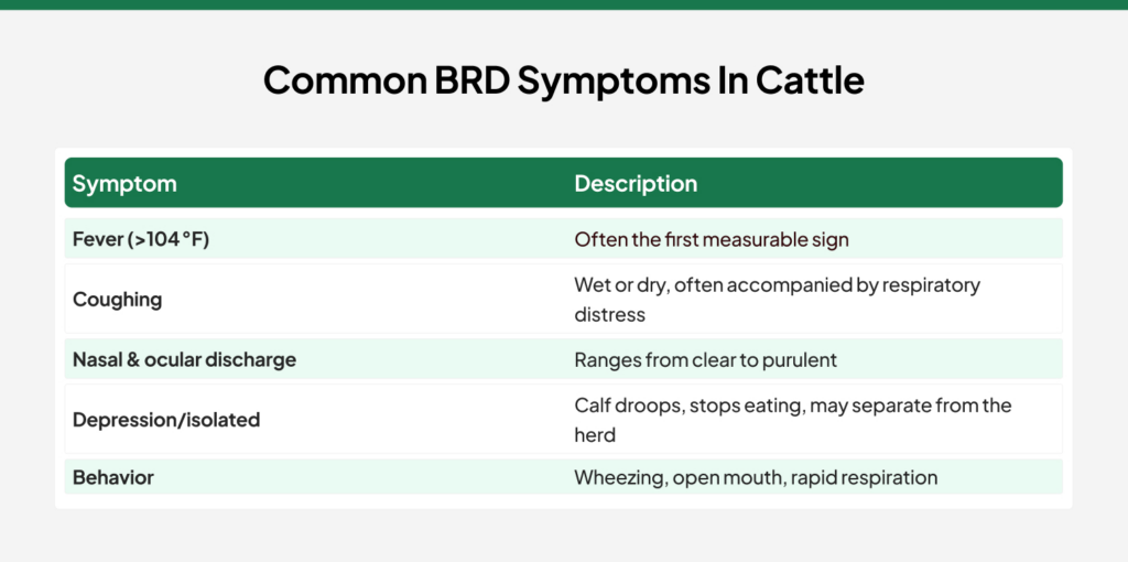 Common BRD Symptoms in Cattle