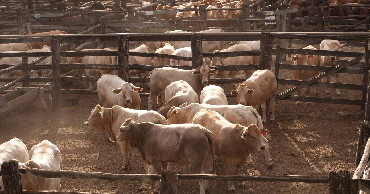 feedlot dust control