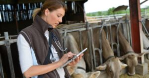 cattle health monitoring
