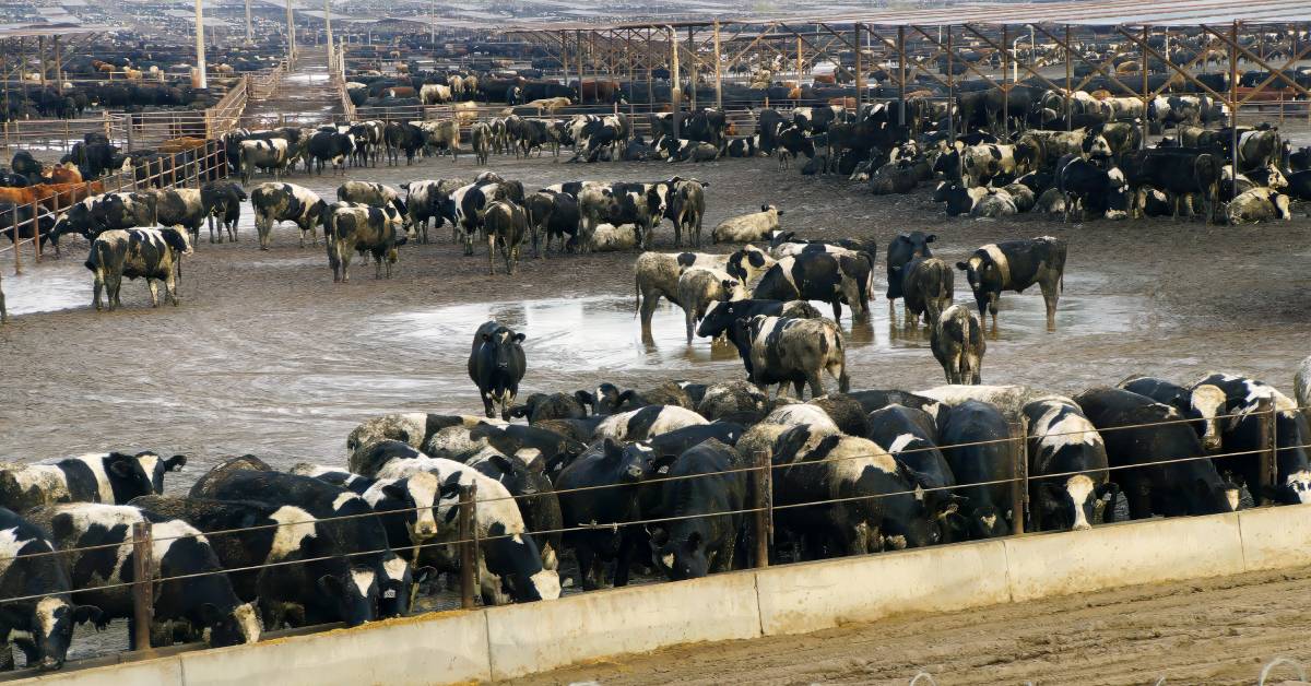 feedyard maintenance