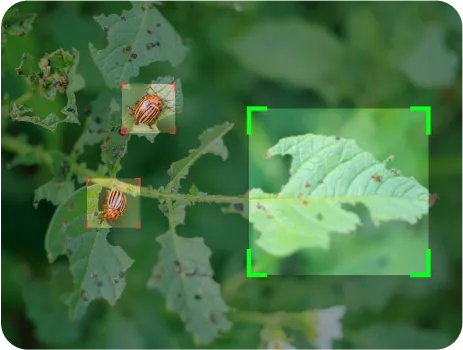 image of Crop Disease Detection