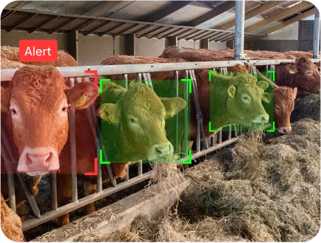 image of feed efficiency prediction