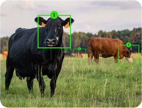 image of livestock counting