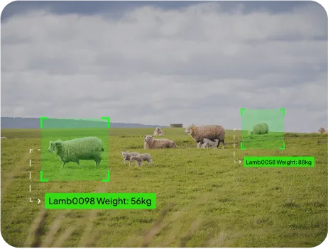 image of weight estimation
