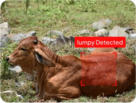 image of disease detection