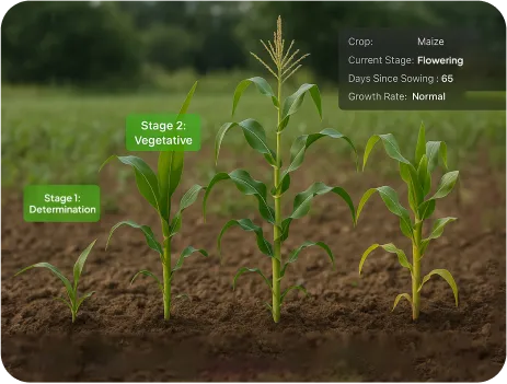 image of growth stage classification