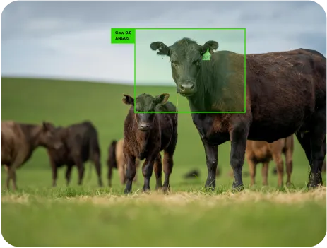 image of livestock identification